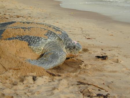 plage de Mana en Guyane photo prise en 2006 par mon fils,